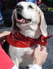 Daisy, a little white dog with red bandanna around her neck, seems to be smiling as she's being petted