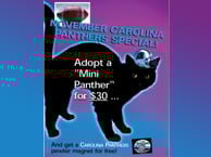 Image of a poster advertising November Carolina Panther Special: Adopy a 'mini panther' for $30